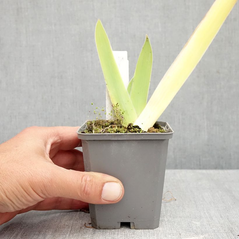 Esemplare di Iris germanica Au Sommet - Giaggiolo paonazzo Vasetto da 8/9 cm come consegnato in autunno