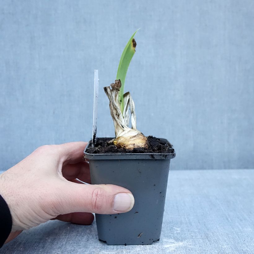 Iris germanica Autumn Encore - Giaggiolo paonazzo Vasetto da 8/9 cm esemplare consegnato in inverno