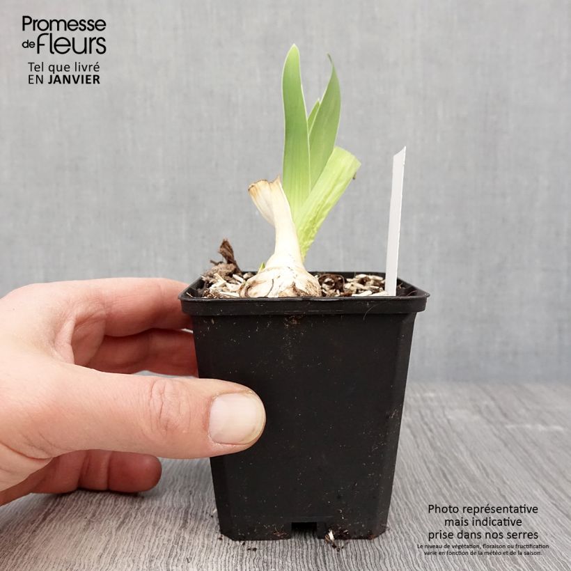 Iris germanica Babbling Brook - Giaggiolo paonazzo Vasetto da 8/9 cm esemplare consegnato in inverno