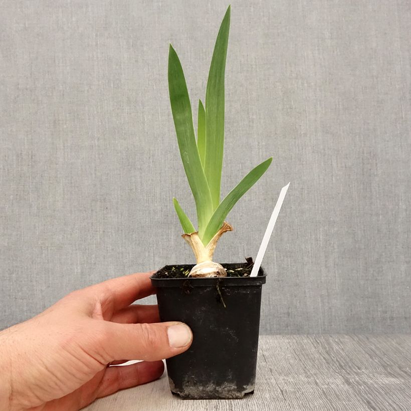 Iris germanica Babbling Brook - Giaggiolo paonazzo Vasetto da 8/9 cm esemplare consegnato in primavera