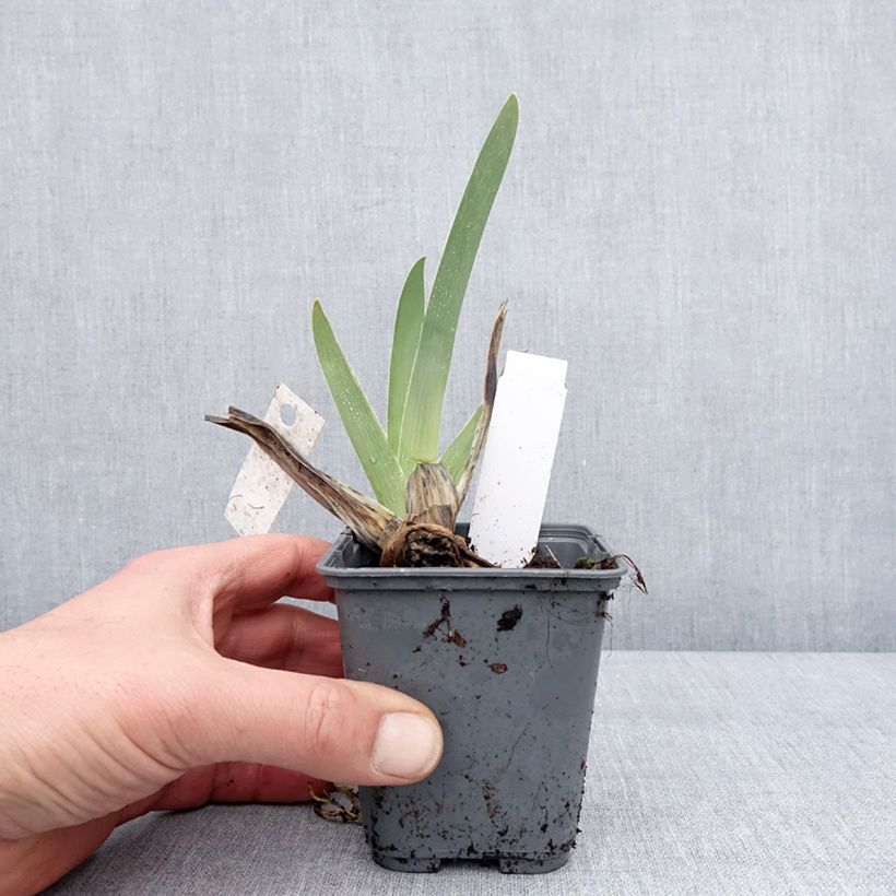 Iris germanica Baie des Anges - Giaggiolo paonazzo Vasetto da 8/9 cm esemplare consegnato in inverno