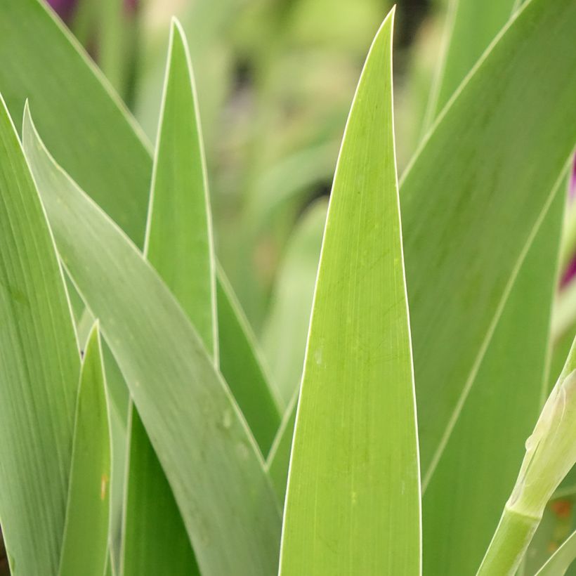 Iris germanica Bébé Rose - Giaggiolo paonazzo (Fogliame)