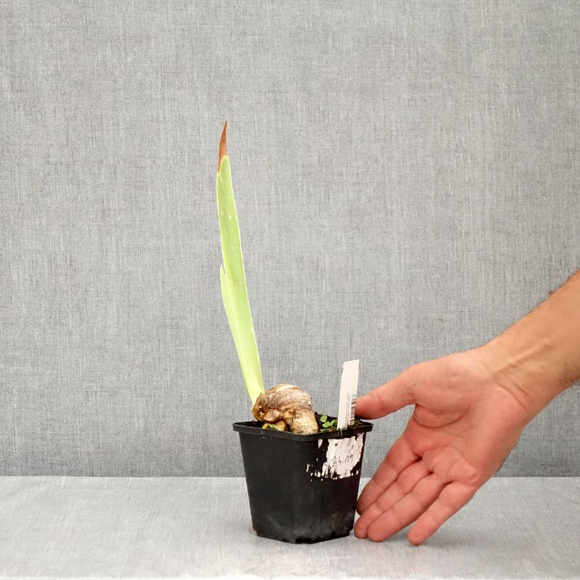 Esemplare di Iris germanica Bébé Rose - Giaggiolo paonazzo Vasetto da 8/9 cm consegnato in estate