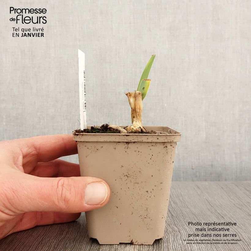 Iris germanica Bébé Rose - Giaggiolo paonazzo Vasetto da 8/9 cm esemplare consegnato in inverno