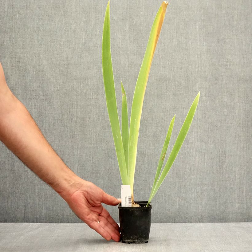 Esemplare di Iris germanica Belle Surprise - Giaggiolo paonazzo Vasetto da 8/9 cm consegnato in estate