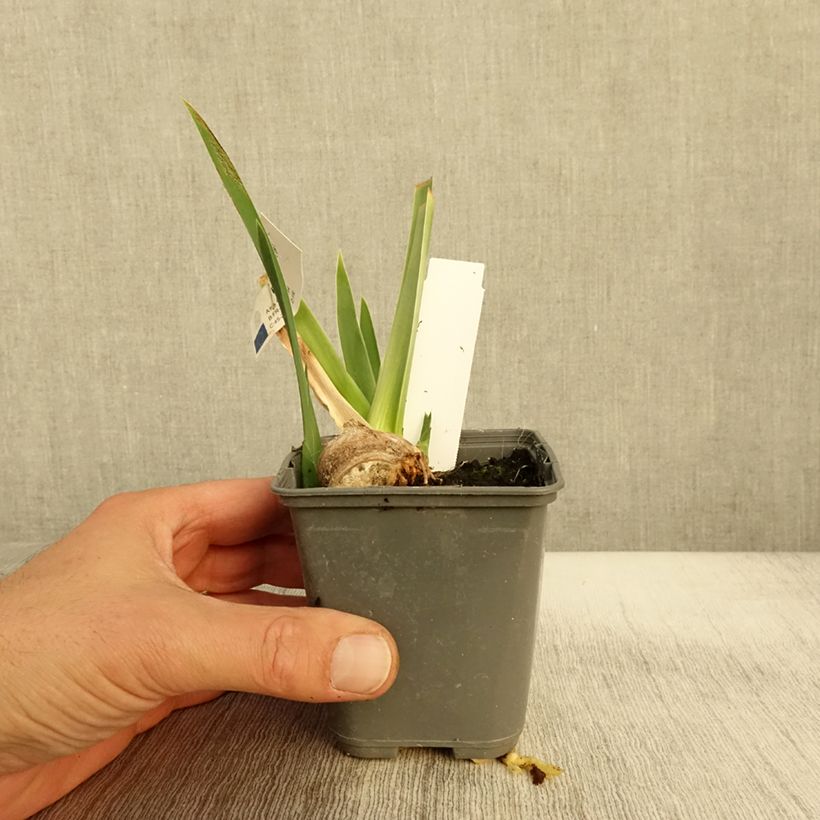 Esemplare di Iris germanica Belle Surprise - Giaggiolo paonazzo Vasetto da 8/9 cm come consegnato in autunno