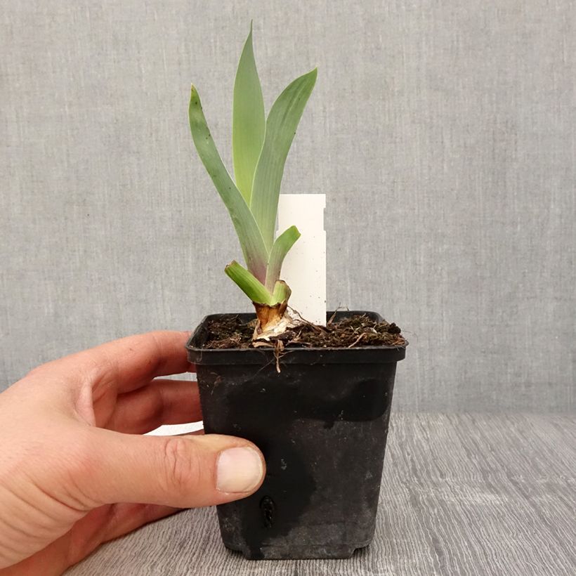 Iris germanica Bishop's Robe - Giaggiolo paonazzo Vasetto da 8/9 cm esemplare consegnato in primavera