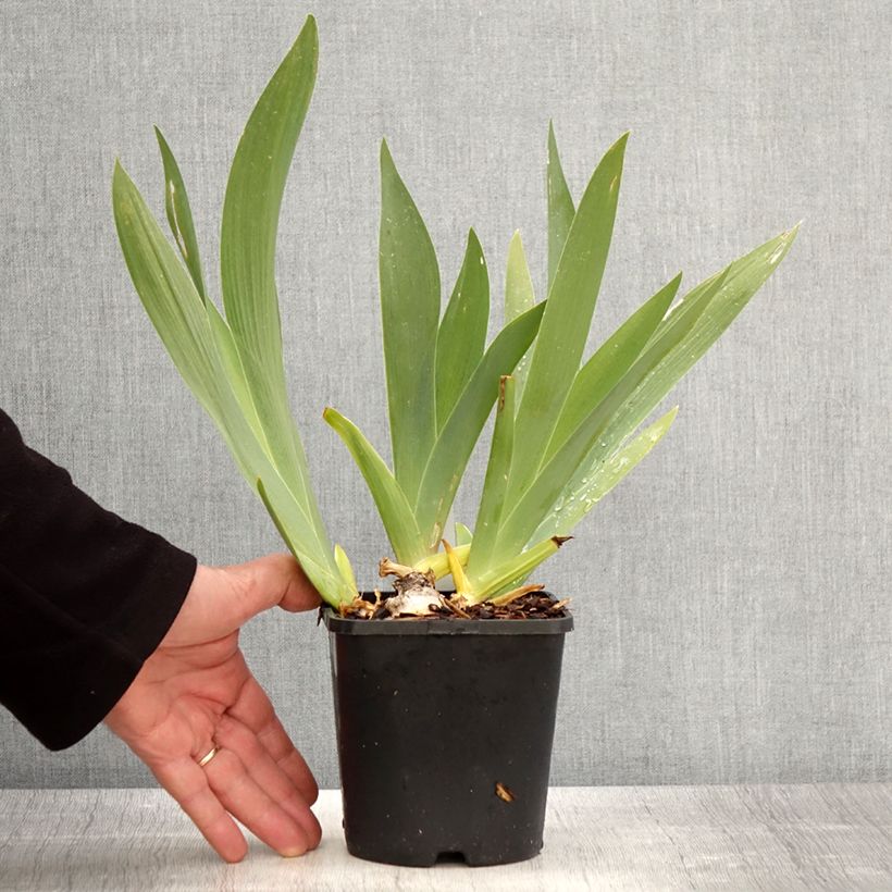 Iris germanica Black Dragon - Giaggiolo paonazzo Vaso da 1,5L/2L esemplare consegnato in primavera