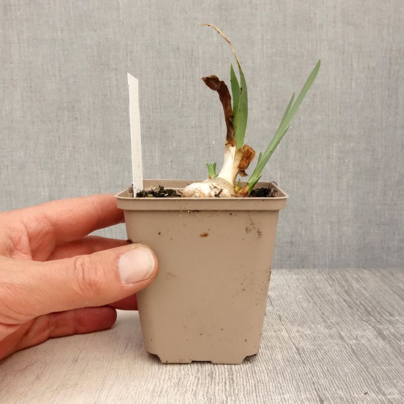 Iris germanica Blessed Again - Giaggiolo paonazzo Vasetto da 8/9 cm esemplare consegnato in primavera