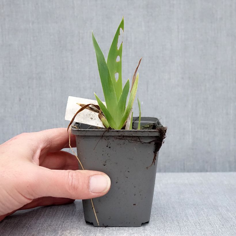 Iris germanica Blue Crusader - Giaggiolo paonazzo Vasetto da 8/9 cm esemplare consegnato in inverno