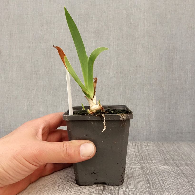 Iris germanica Blue Rhythm - Giaggiolo paonazzo Vasetto da 8/9 cm esemplare consegnato in primavera