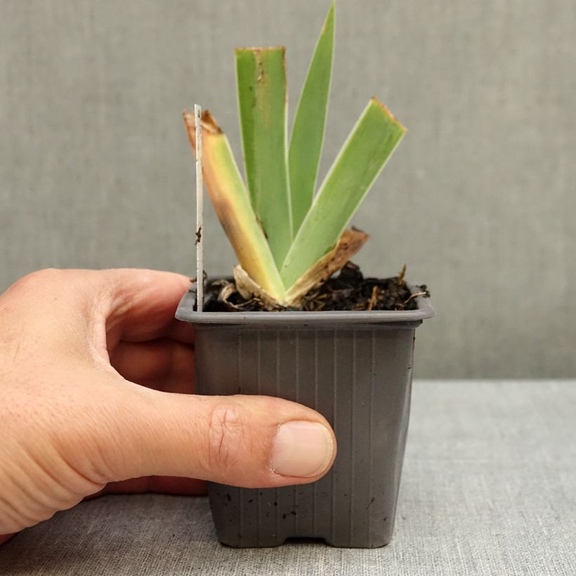 Esemplare di Iris germanica Blue Sapphire - Giaggiolo paonazzo Vasetto da 8/9 cm come consegnato in autunno