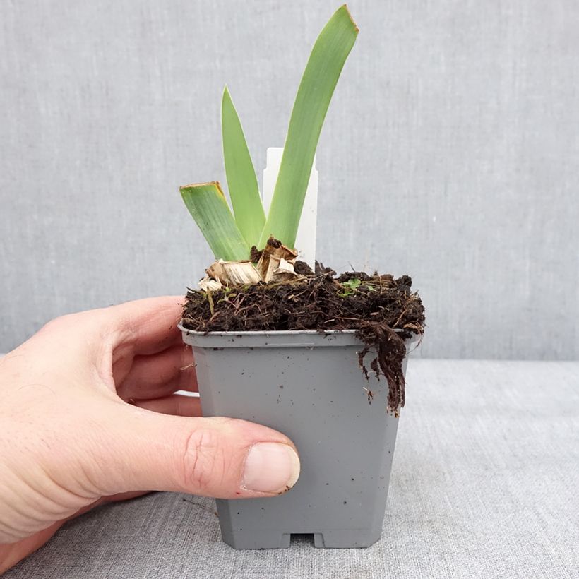 Iris germanica Blue Sapphire - Giaggiolo paonazzo Vasetto da 8/9 cm esemplare consegnato in inverno