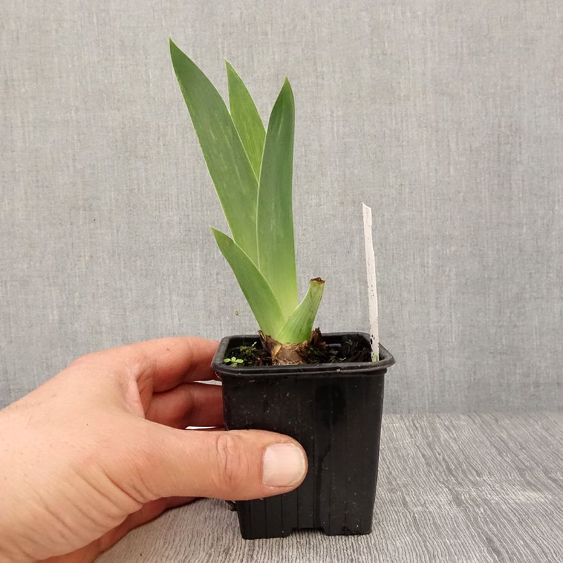 Iris germanica Blue Sapphire - Giaggiolo paonazzo Vasetto da 8/9 cm esemplare consegnato in primavera