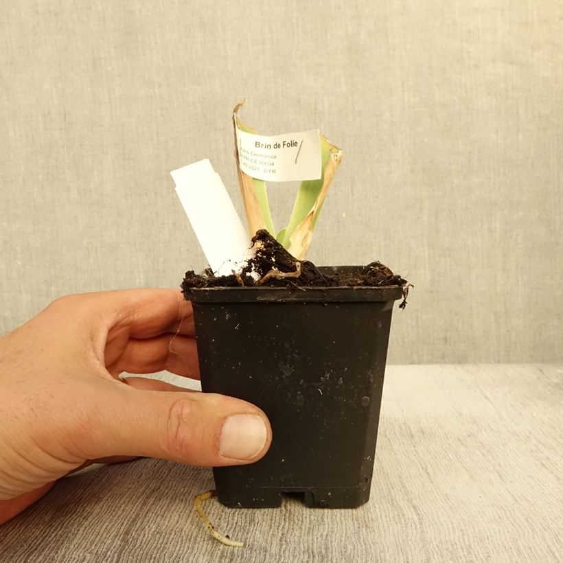 Esemplare di Iris germanica Brin de Folie - Giaggiolo paonazzo Vasetto da 8/9 cm come consegnato in autunno