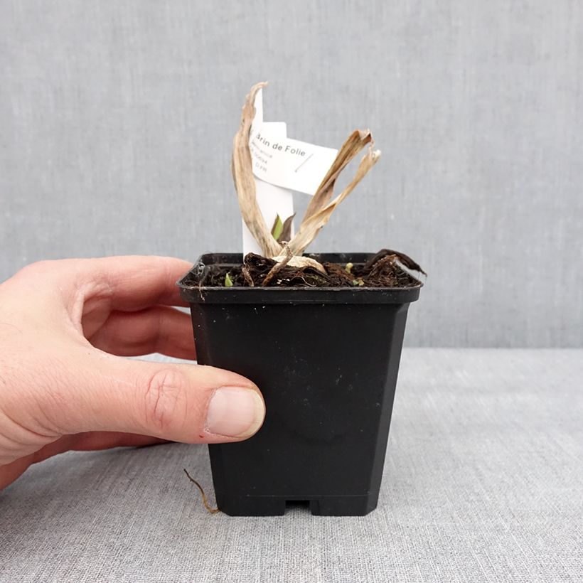 Iris germanica Brin de Folie - Giaggiolo paonazzo Vasetto da 8/9 cm esemplare consegnato in inverno