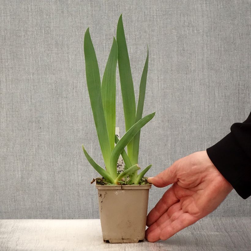 Iris germanica Brin de Folie - Giaggiolo paonazzo Vasetto da 8/9 cm esemplare consegnato in primavera