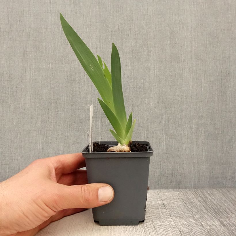 Iris germanica Brindled Beauty - Giaggiolo paonazzo Vasetto da 8/9 cm esemplare consegnato in primavera