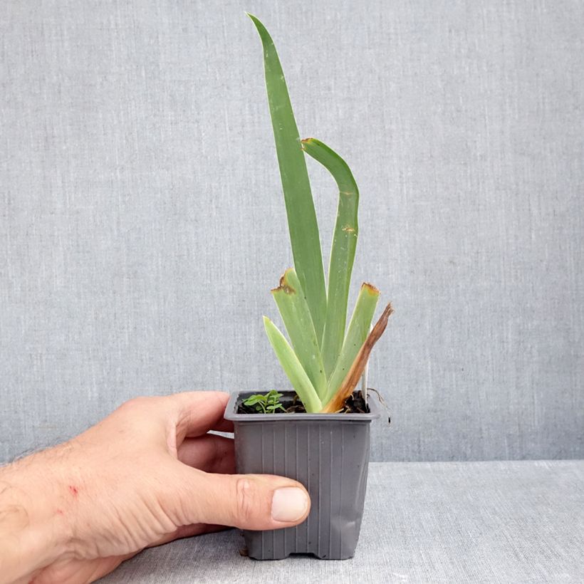 Esemplare di Iris germanica Buffy - Giaggiolo paonazzo Vasetto da 8/9 cm come consegnato in autunno