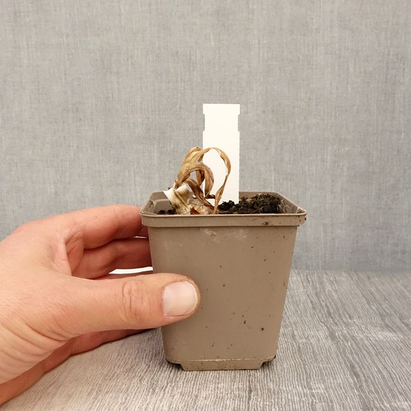 Iris germanica Bullwinkle - Giaggiolo paonazzo Vasetto da 8/9 cm esemplare consegnato in primavera