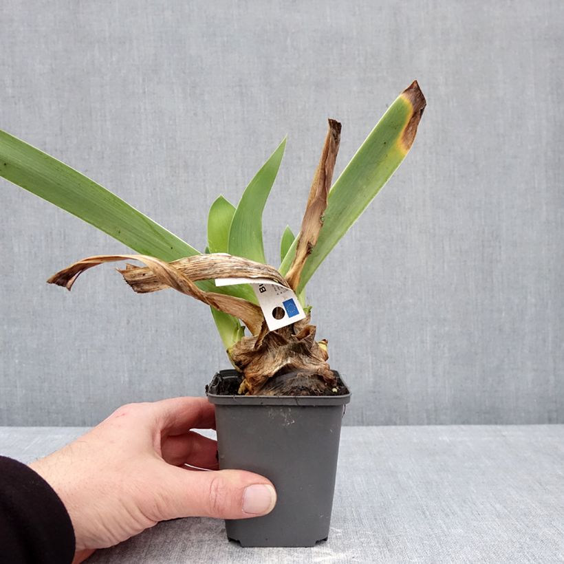 Iris germanica But Darling - Giaggiolo paonazzo Vasetto da 8/9 cm esemplare consegnato in inverno