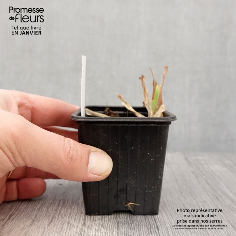 Iris Candy Apple - Giaggiolo Vasetto da 8/9 cm esemplare consegnato in inverno