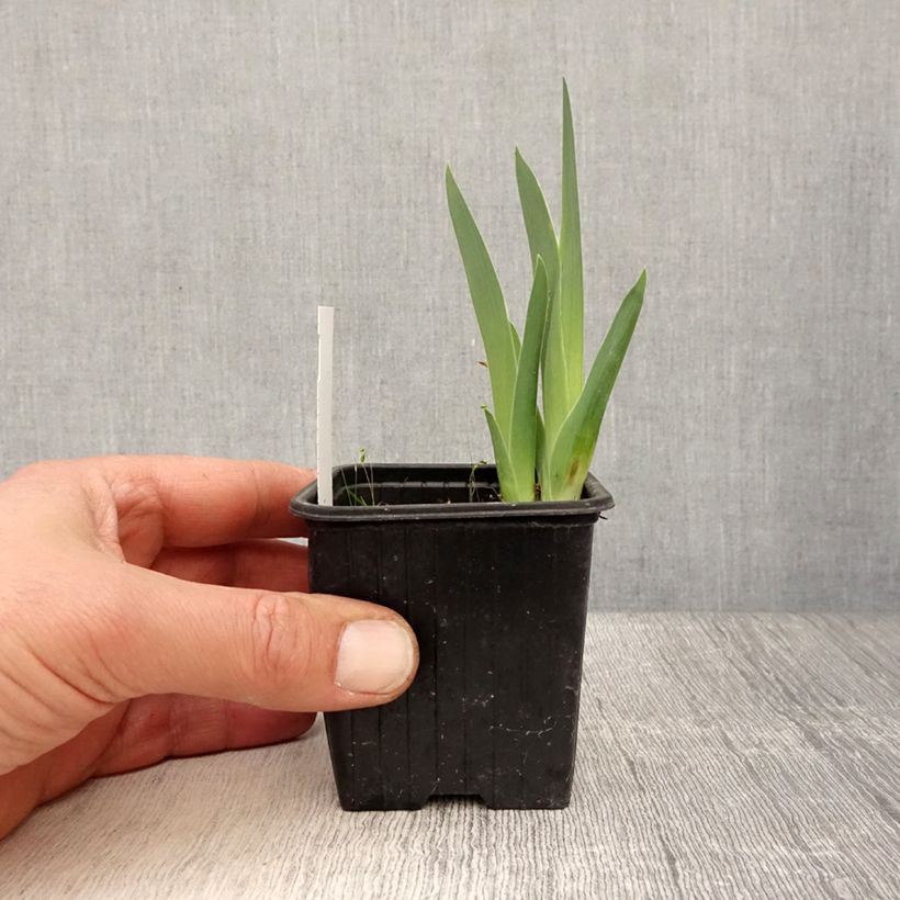 Iris Candy Apple - Giaggiolo Vasetto da 8/9 cm esemplare consegnato in primavera