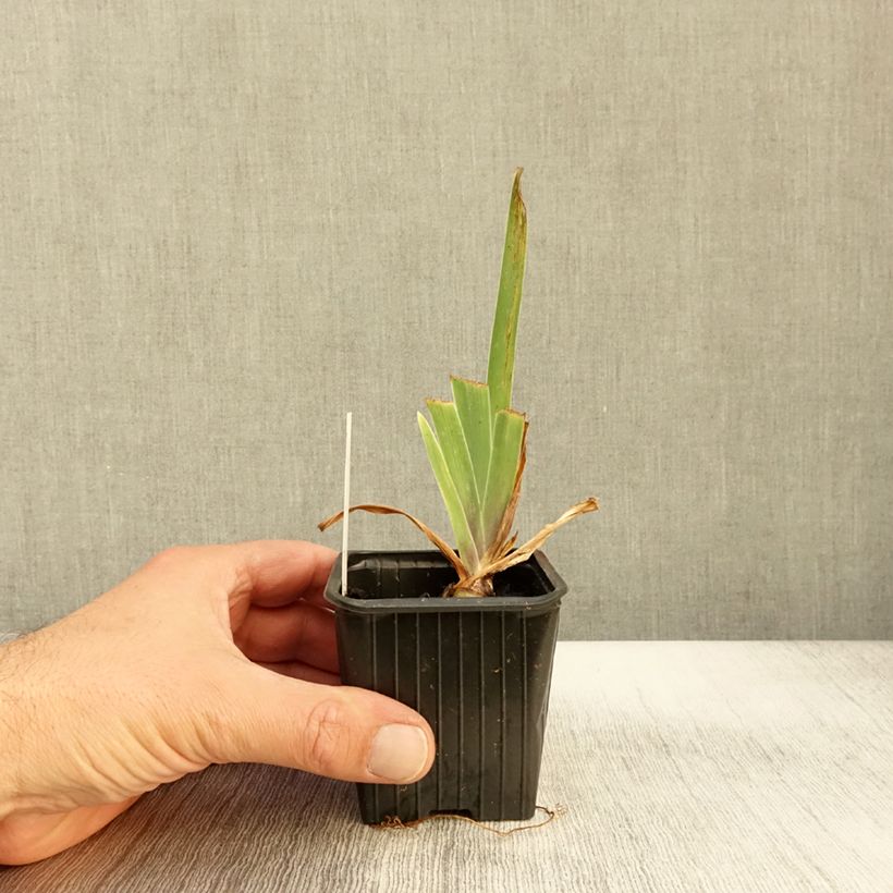 Esemplare di Iris germanica Casino Queen - Giaggiolo paonazzo Vasetto da 8/9 cm come consegnato in autunno