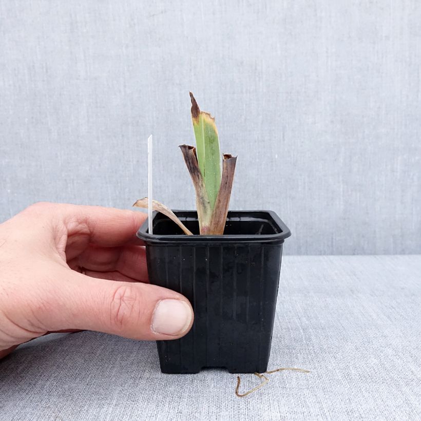 Iris germanica Casino Queen - Giaggiolo paonazzo Vasetto da 8/9 cm esemplare consegnato in inverno