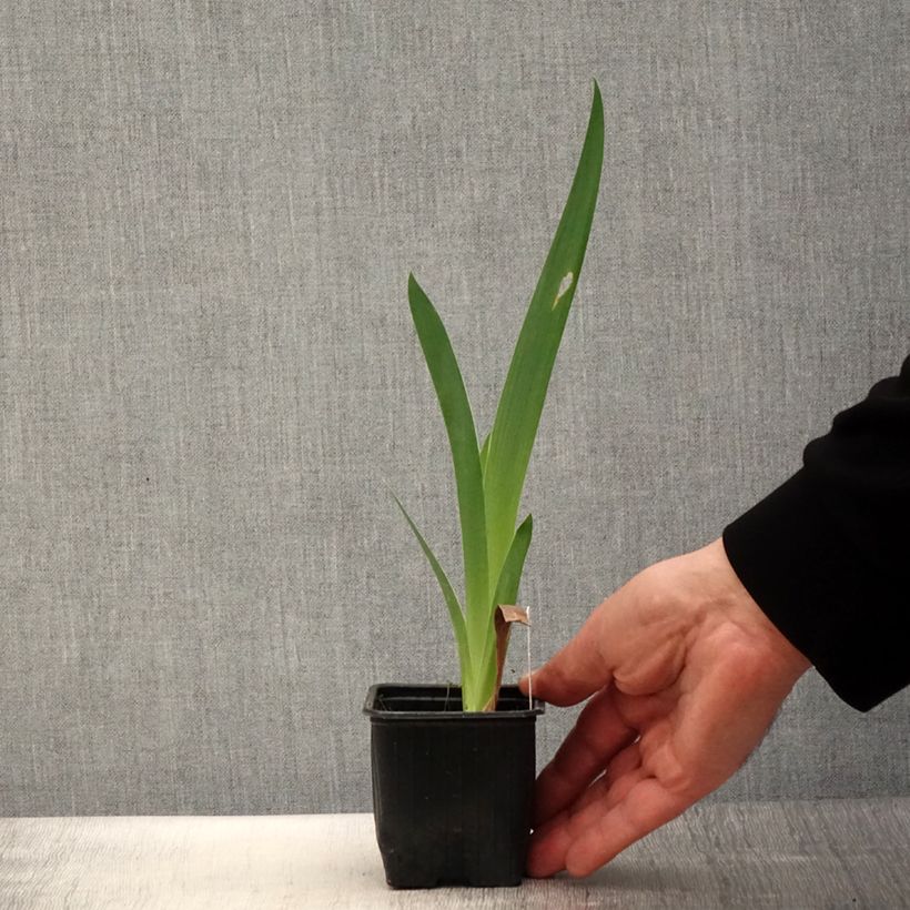 Iris germanica Casino Queen - Giaggiolo paonazzo Vasetto da 8/9 cm esemplare consegnato in primavera