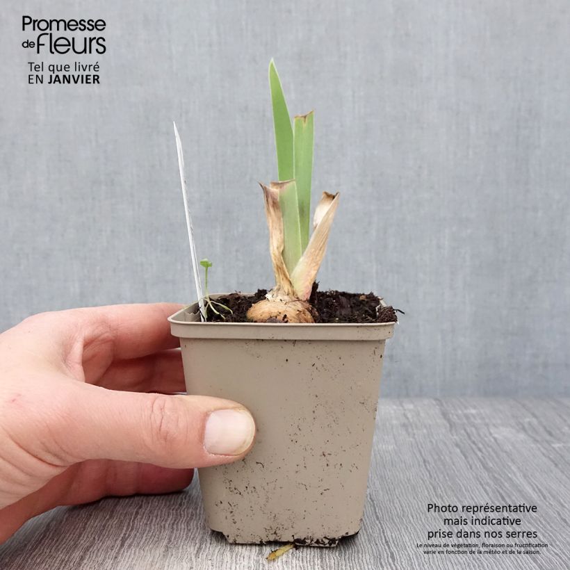 Iris germanica Chelsea Bleu - Giaggiolo paonazzo Vasetto da 8/9 cm esemplare consegnato in inverno