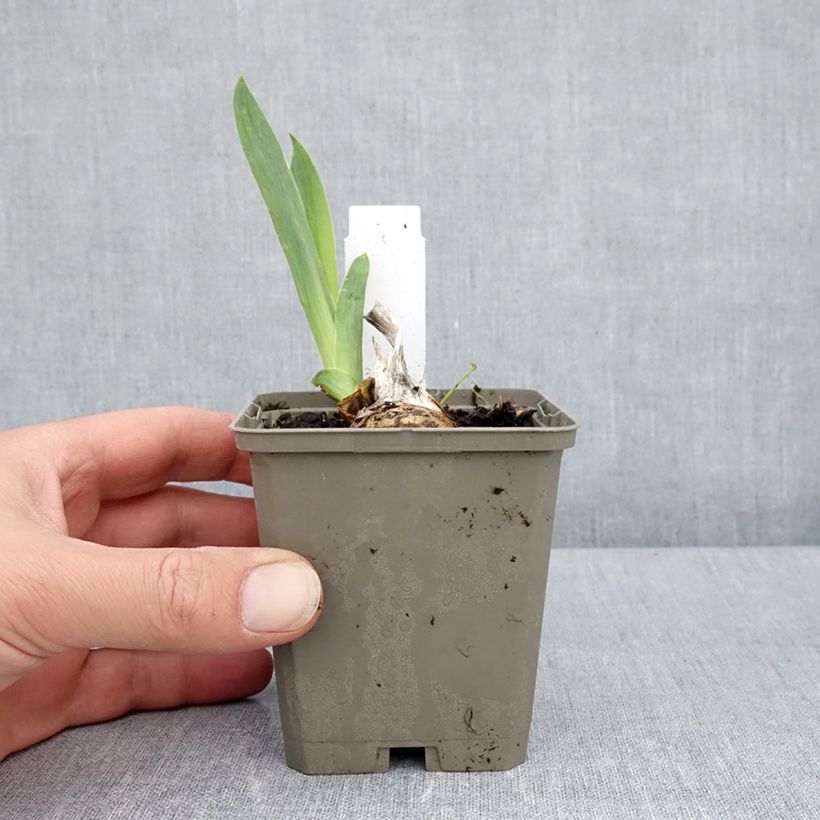 Iris germanica Cherished - Giaggiolo paonazzo Vasetto da 8/9 cm esemplare consegnato in primavera