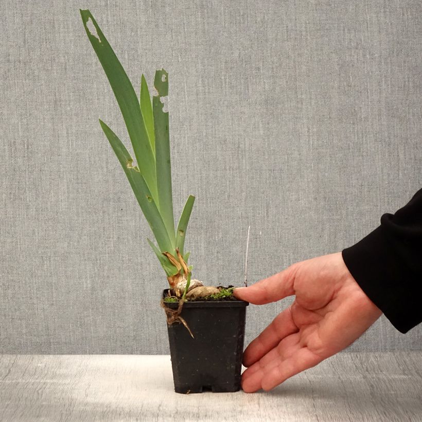 Iris germanica Coffee Trader - Giaggiolo paonazzo Vasetto da 8/9 cm esemplare consegnato in primavera