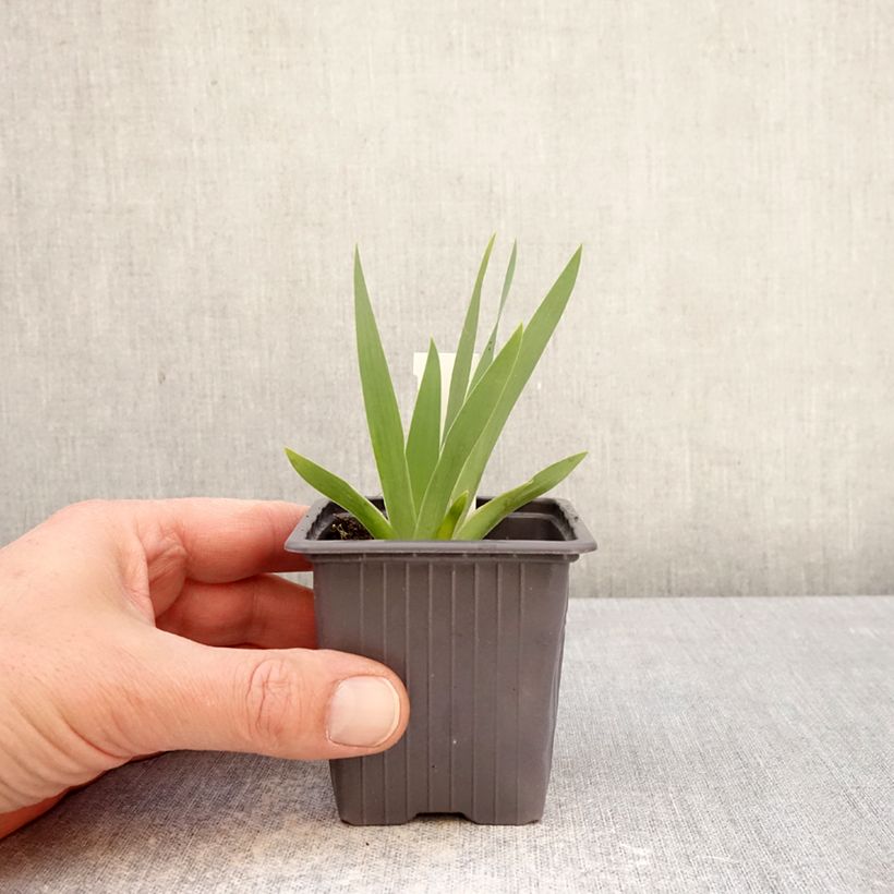 Iris germanica Color me Rose - Giaggiolo paonazzo Vasetto da 8/9 cm esemplare consegnato in primavera