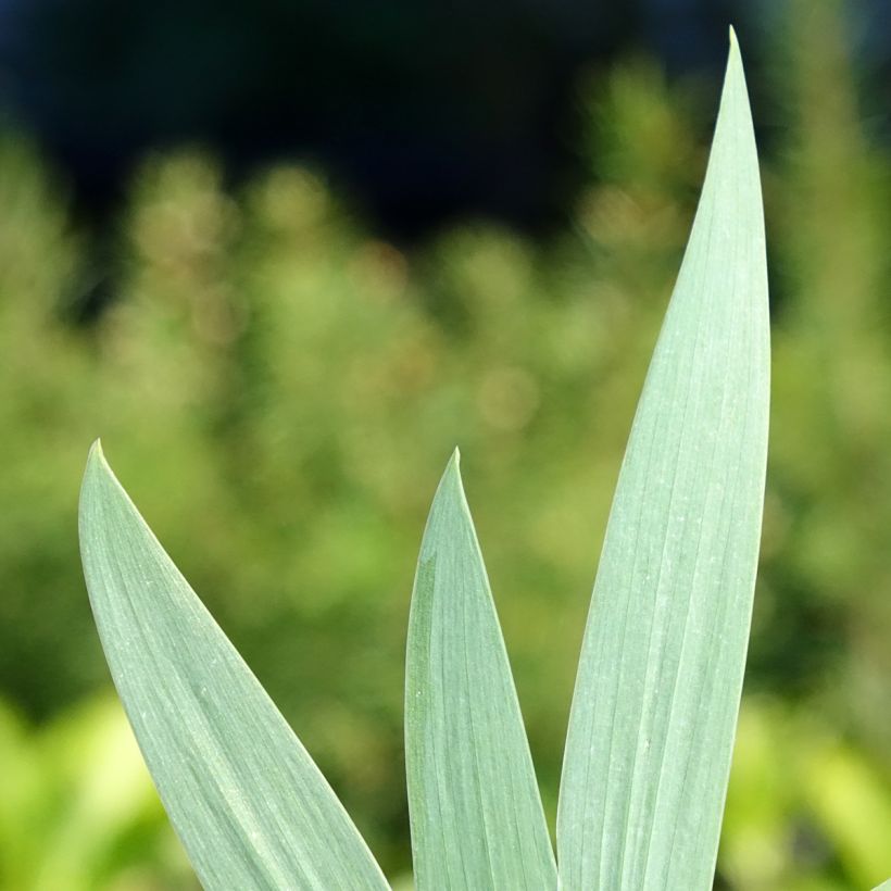Iris germanica Color me Rose - Giaggiolo paonazzo (Fogliame)