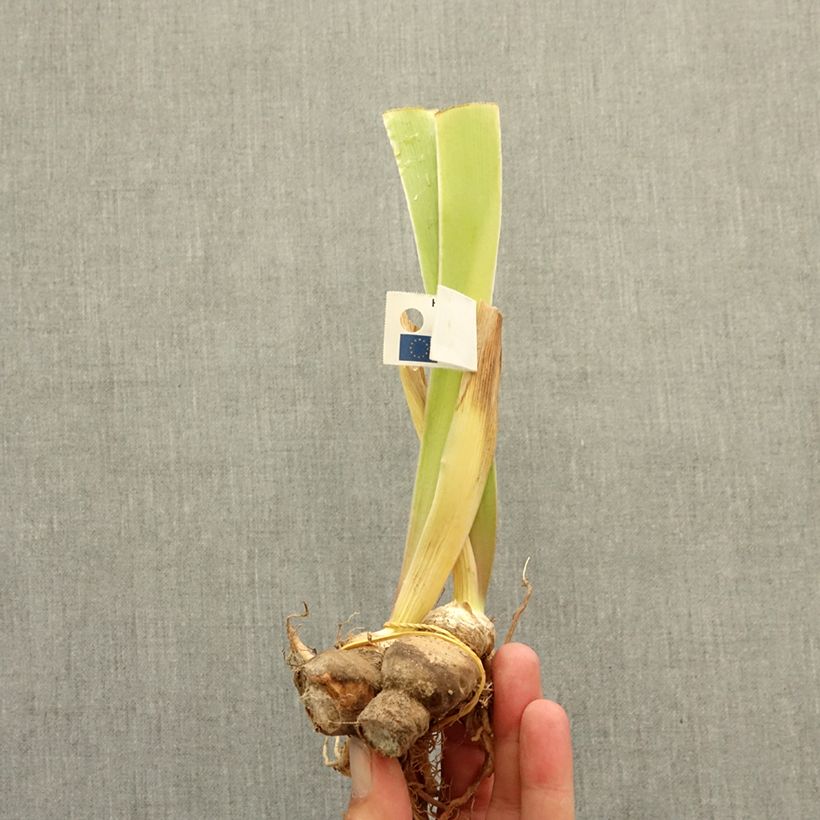 Iris germanica Coloration Végétale - Giaggiolo paonazzo Rizoma esemplare consegnato in inverno