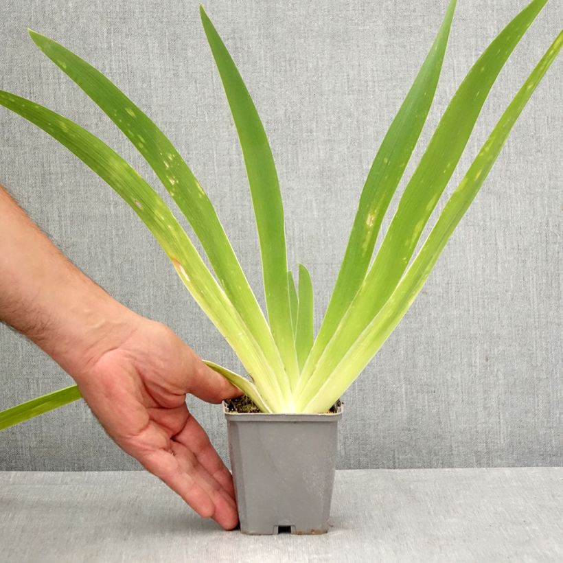 Esemplare di Iris germanica Comme un Sourire - Giaggiolo paonazzo Vasetto da 8/9 cm come consegnato in autunno