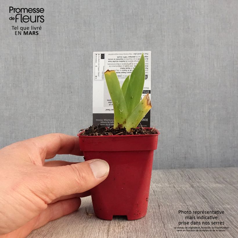 Iris germanica Copper Classic - Giaggiolo paonazzo Vasetto da 8/9 cm esemplare consegnato in primavera