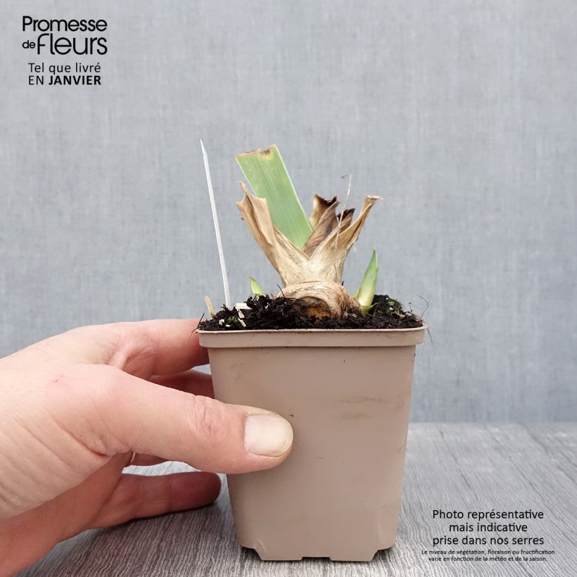 Iris germanica Crimson Tiger - Giaggiolo paonazzo Vasetto da 8/9 cm esemplare consegnato in inverno