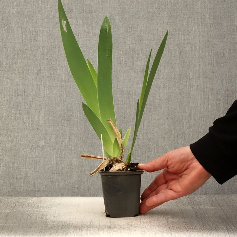 Iris germanica Crimson Tiger - Giaggiolo paonazzo Vasetto da 8/9 cm esemplare consegnato in primavera