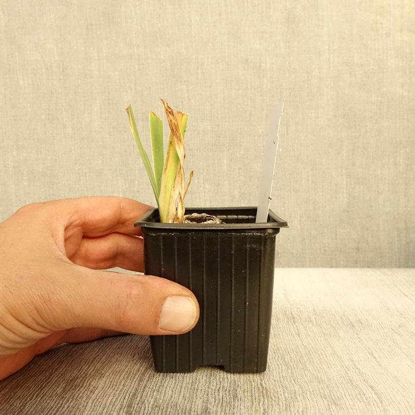 Esemplare di Iris germanica Cutie - Giaggiolo paonazzo Vasetto da 8/9 cm come consegnato in autunno