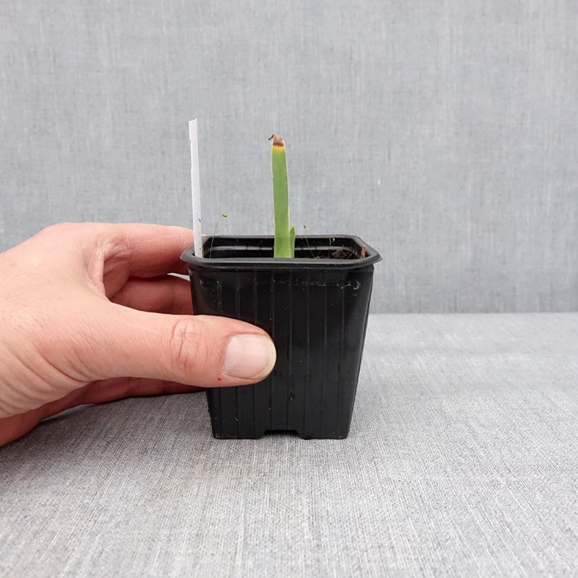 Iris germanica Cutie - Giaggiolo paonazzo Vasetto da 8/9 cm esemplare consegnato in inverno