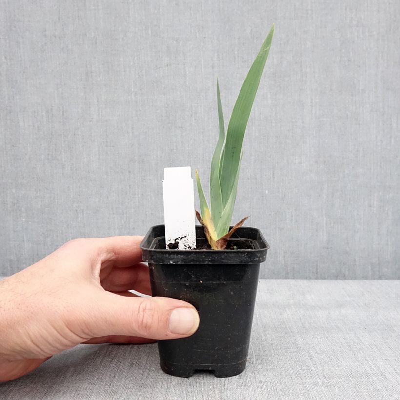 Iris germanica Dame de Coeur - Giaggiolo paonazzo Vasetto da 8/9 cm esemplare consegnato in inverno