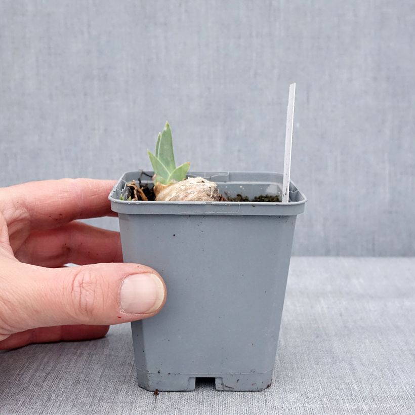 Iris germanica Dangerous Mood - Giaggiolo paonazzo Vasetto da 8/9 cm esemplare consegnato in inverno