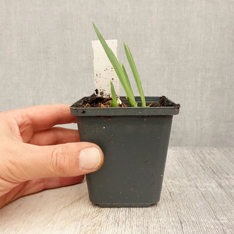 Iris germanica Dangerous Mood - Giaggiolo paonazzo Vasetto da 8/9 cm esemplare consegnato in primavera