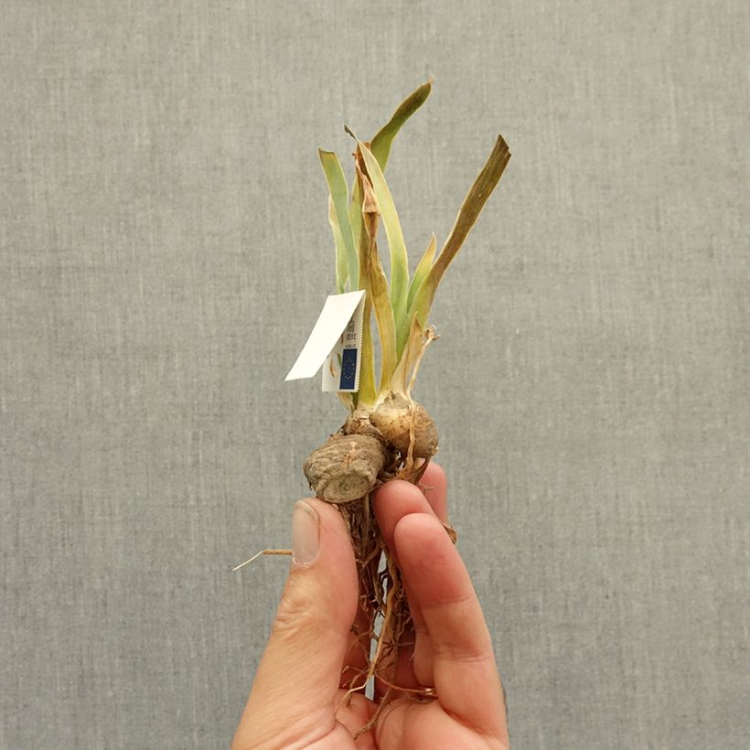Iris germanica Danseuse d’Asie - Giaggiolo paonazzo Rizoma esemplare consegnato in inverno