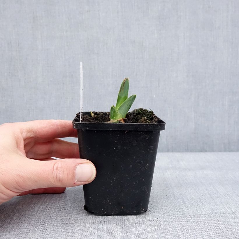 Iris germanica Dating A Royal - Giaggiolo paonazzo Vasetto da 8/9 cm esemplare consegnato in inverno