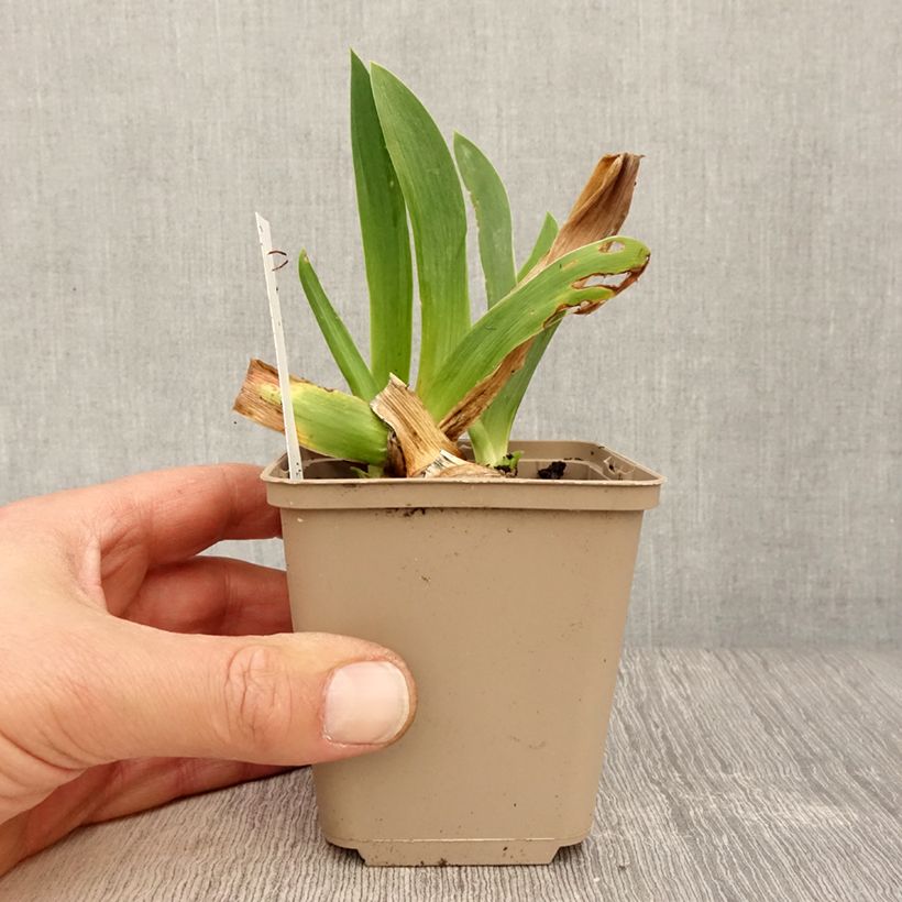 Iris germanica Dating A Royal - Giaggiolo paonazzo Vasetto da 8/9 cm esemplare consegnato in primavera