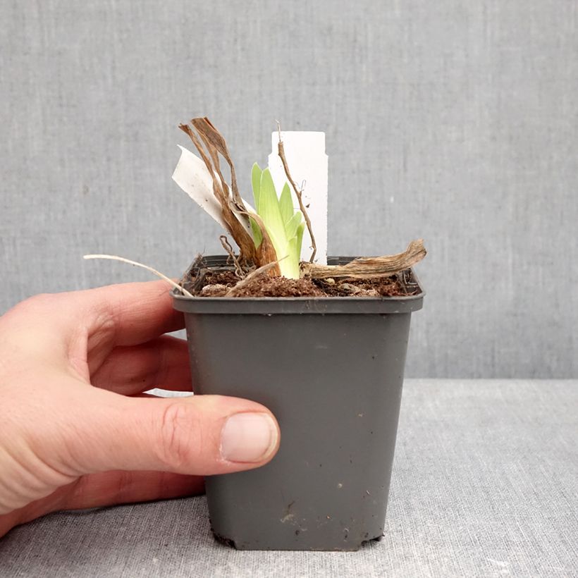 Iris germanica Deep Dark Secret - Giaggiolo paonazzo Vasetto da 8/9 cm esemplare consegnato in inverno