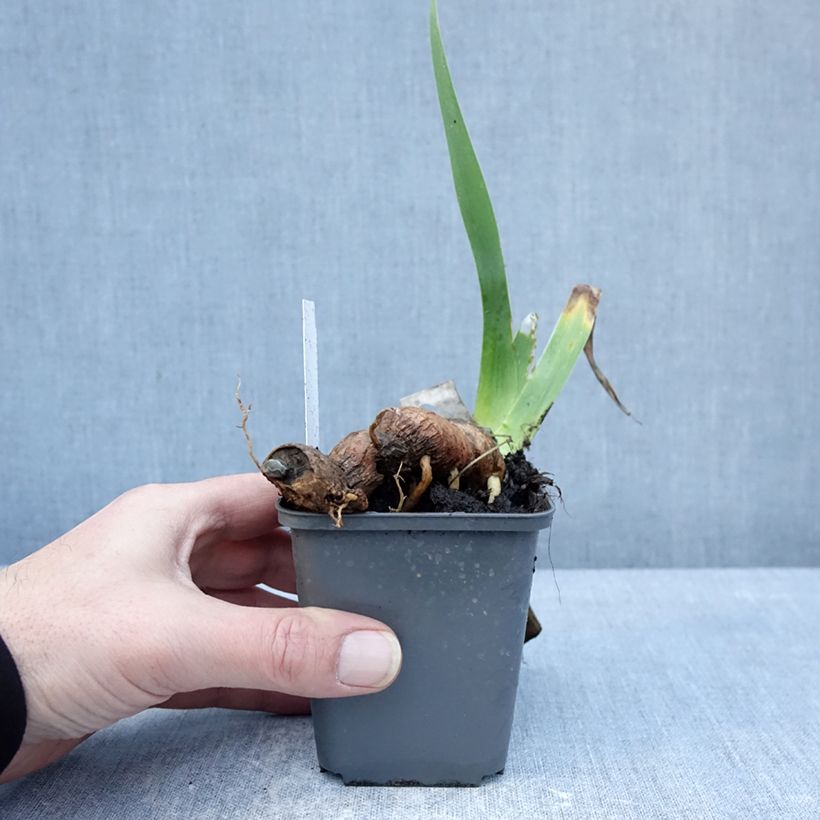 Iris germanica Delicieux Caramel - Giaggiolo paonazzo Vasetto da 8/9 cm esemplare consegnato in inverno